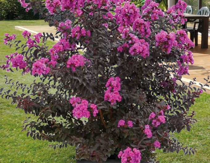 Myrta krepová ´BLACK SOLITAIRE® ’Purely Purple’´