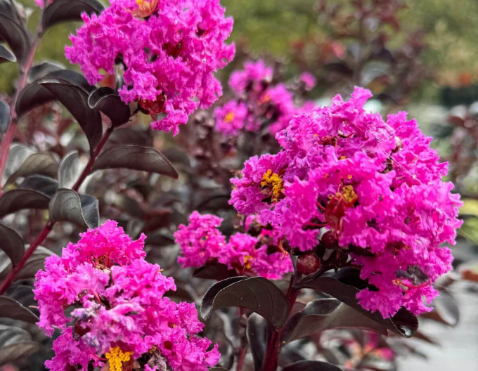 Myrta krepová ´BLACK SOLITAIRE® ’Purely Purple’´