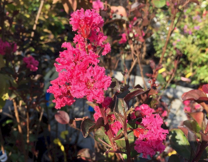 Myrta krepová ´Pink Velour’