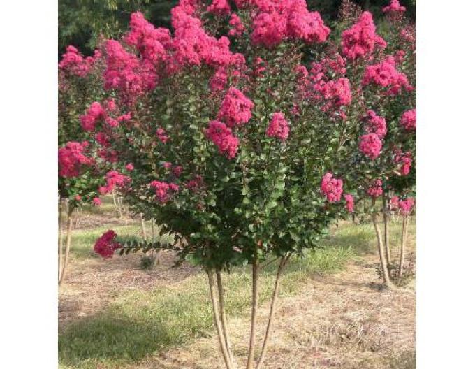 Myrta krepová ´Pink Velour’