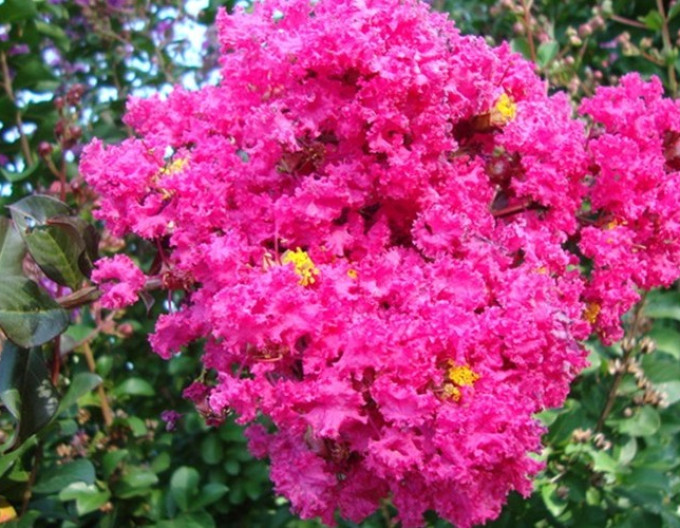 Myrta krepová ´Pink Velour’