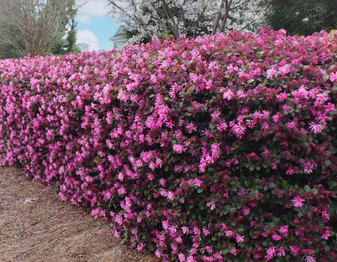 Loropetalum