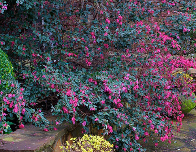 Loropetalum