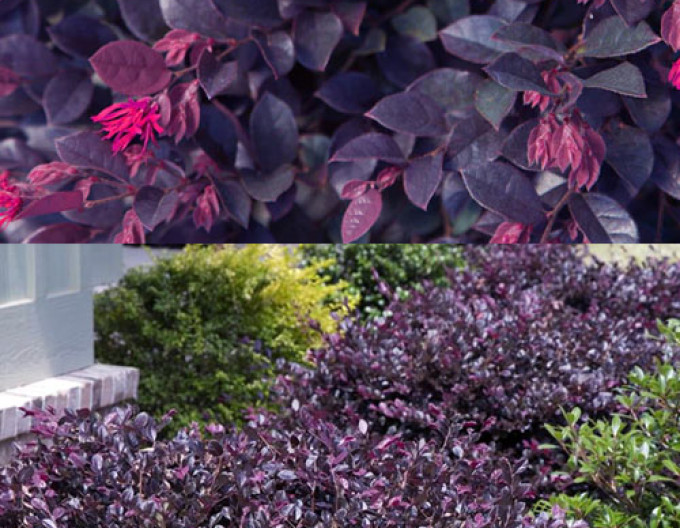 Loropetalum