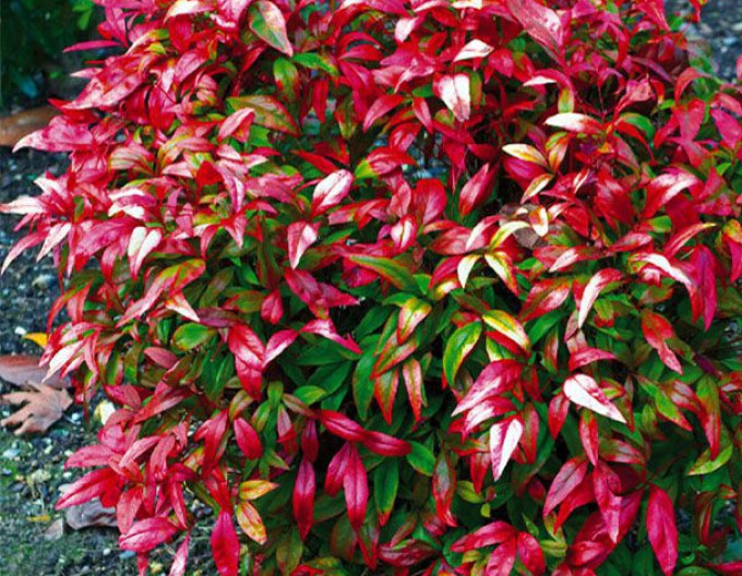 Nandína ´Fire Power’ 30/40cm