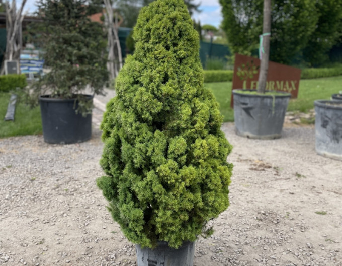 Smrek biely ´Albertiana´ 80/100cm