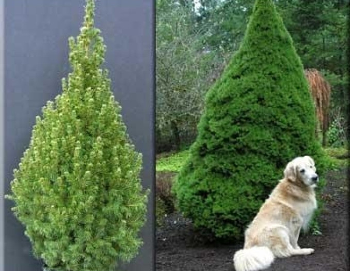 Smrek biely ´Albertiana´ 80/100cm