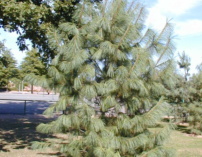 Borovica himalájska 150/175cm