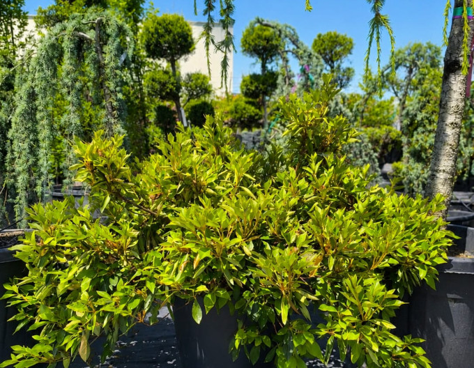 Azalka japonská ´Phoenicia´
