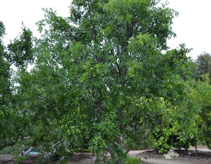 Ziziphus Jujuba ´Lang´ 10-15cm - Čínska ďatla