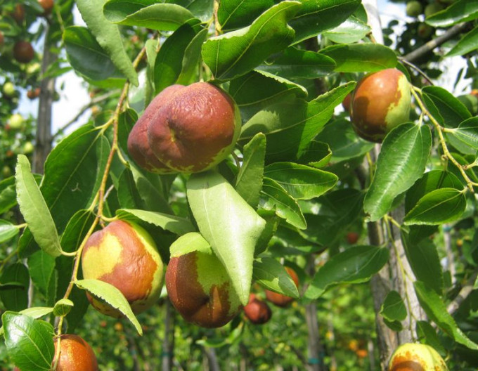 Ziziphus Jujuba ´Li´ 10-15cm - Čínska ďatla