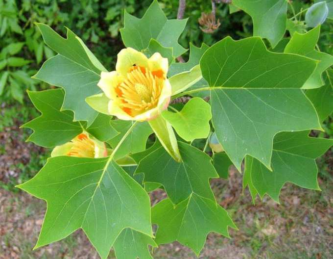 Ľaliovník tulipánokvetý  (Liriodendron tulipifera) kmienok 150cm