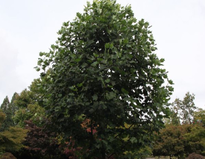 Ľaliovník tulipánokvetý  (Liriodendron tulipifera) kmienok 150cm