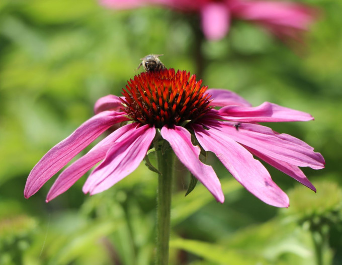 Echinacea purpurea ´Feeling Pink´