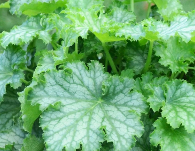 Heuchera  ´Lime Swizzle´