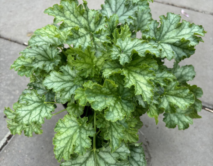 Heuchera  ´Lime Swizzle´
