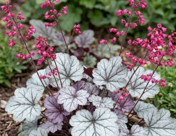 Heuchera ´Glitter´