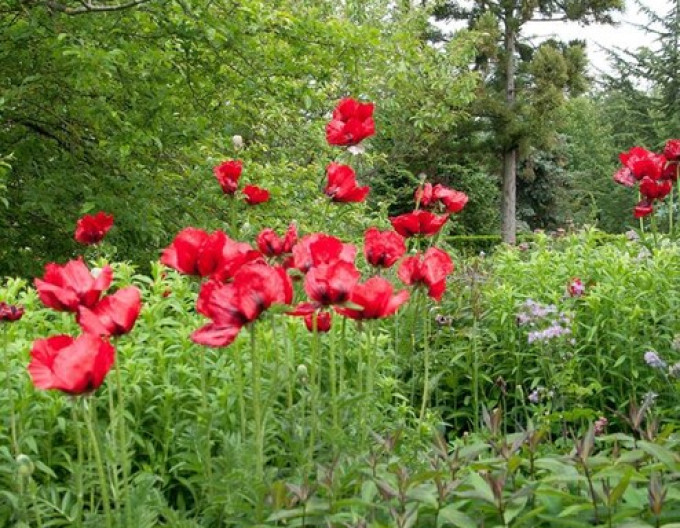Mak východný ´Beauty of Livermere´