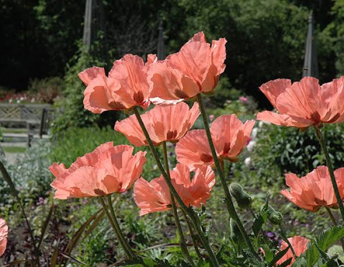 Mak východný  ’Princess Victoria Louise’