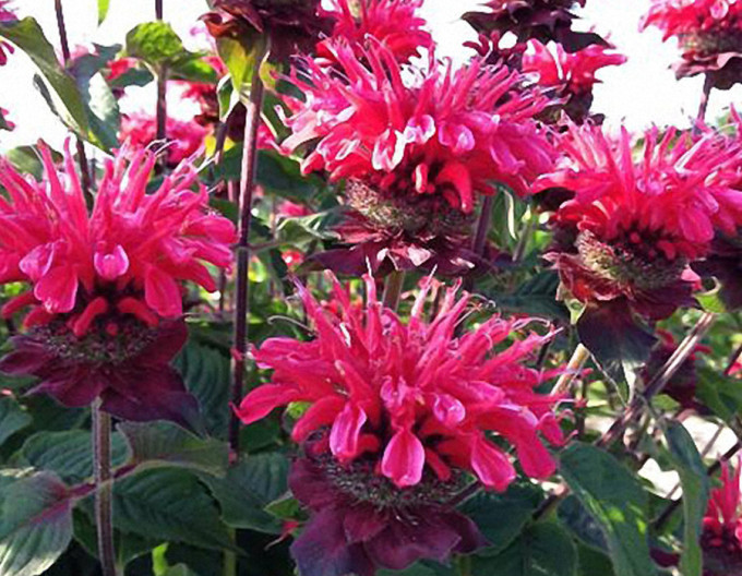 Monarda ´Bee-Happy´