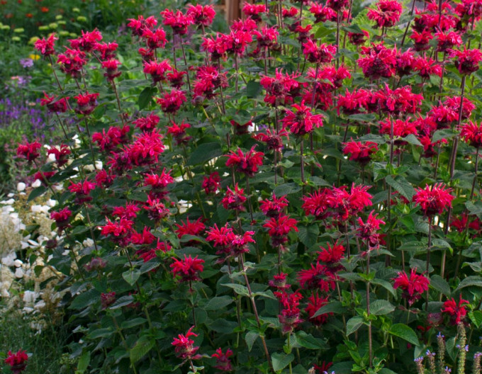 Monarda ´Bee-Happy´