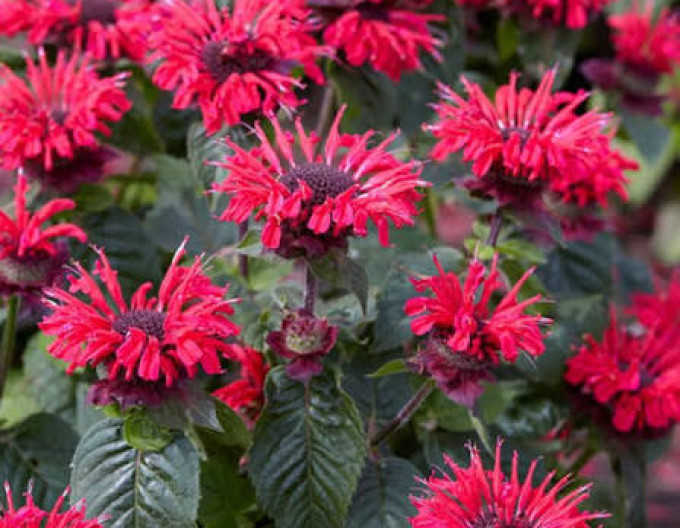 Monarda ´Bee-Happy´