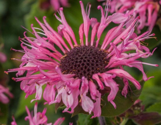 Monarda ´Bee-Lieve´