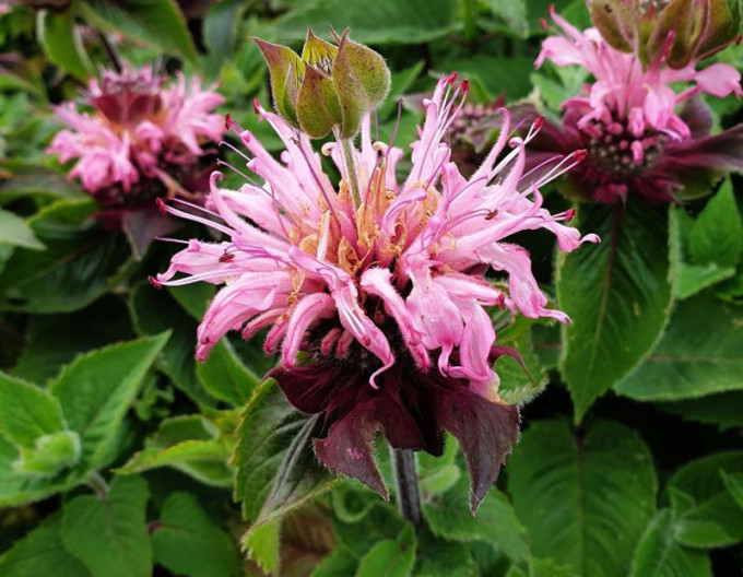 Monarda ´Bee-Lieve´
