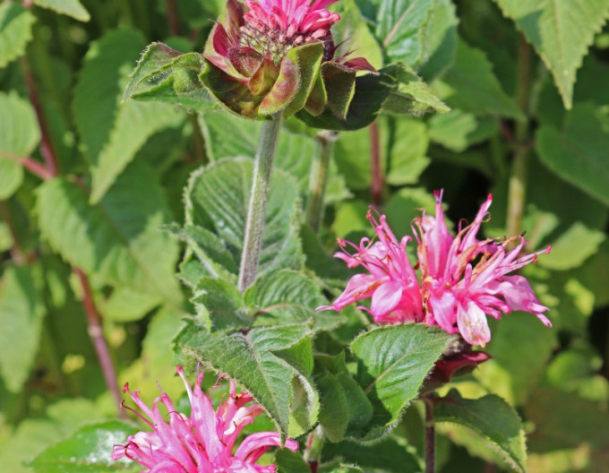 Monarda ´Bee-Lieve´