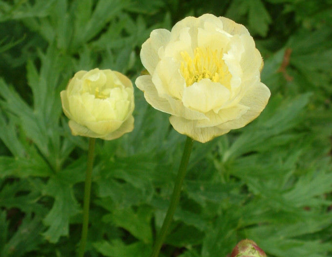 Žltohlav ´Alabaster´
