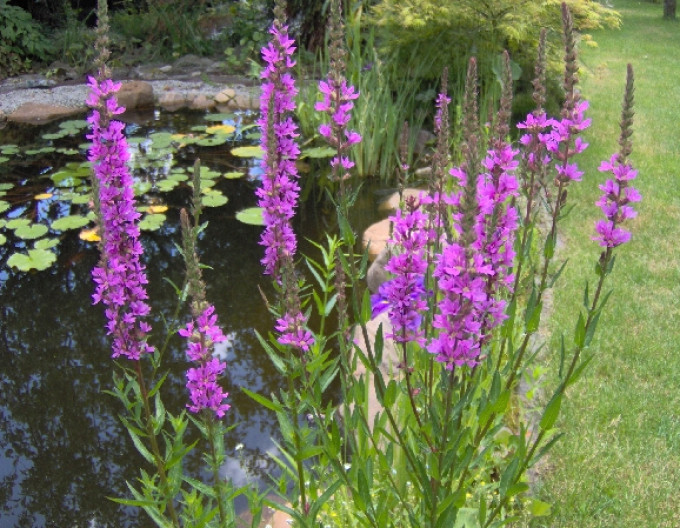 Vrbica vŕbolistá ´Pink´