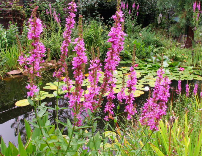 Vrbica vŕbolistá ´Pink´