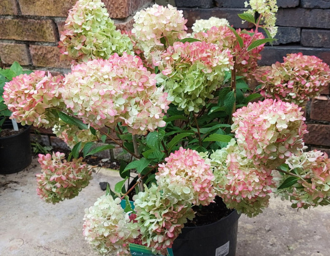 Hortenzia metlinatá ´Petite Flori´