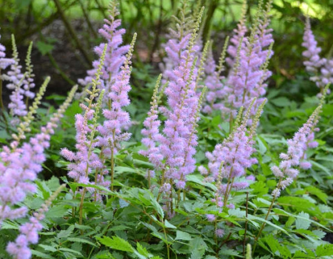 Astilba čínska ’Pumila’ 2l