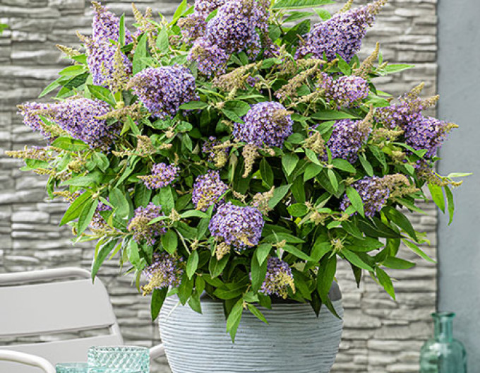 Budleja davidii  Butterfly Candy ’Lila Sweetheart’ zakrslá