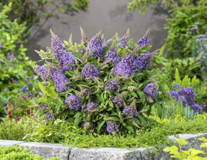 Budleja davidii  Butterfly Candy ’Lila Sweetheart’ zakrslá