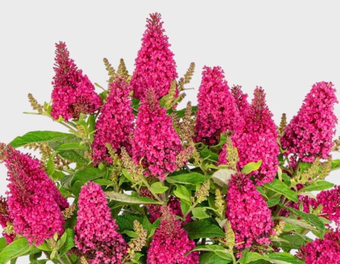 Budleja davidii  Butterfly Candy ’Little Ruby’ zakrslá