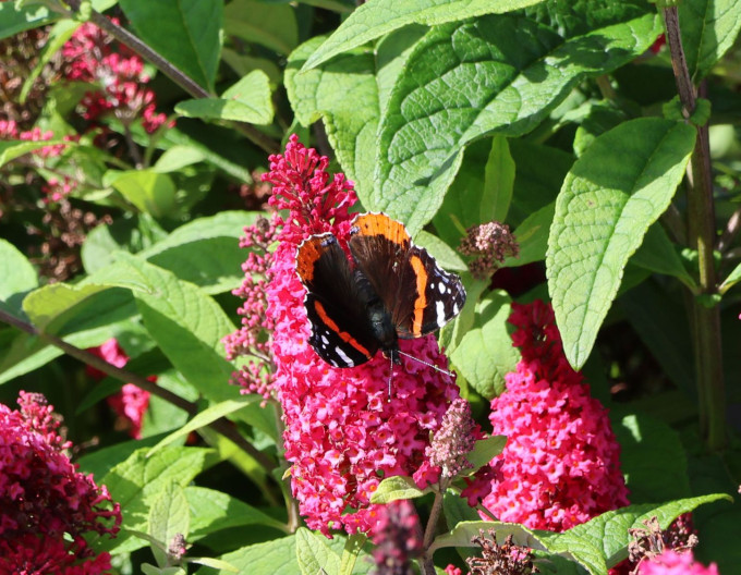 Budleja davidii  Butterfly Candy ’Little Ruby’ zakrslá