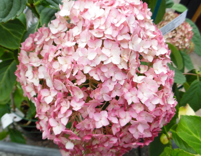 Hortenzia stromčekovitá ´Candybelle Bubblegum´ 2l
