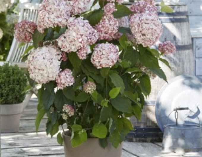 Hortenzia stromčekovitá ´Candybelle Bubblegum´ 2l