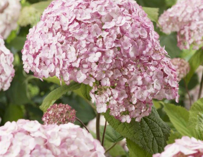 Hortenzia stromčekovitá ´Candybelle Bubblegum´ 2l