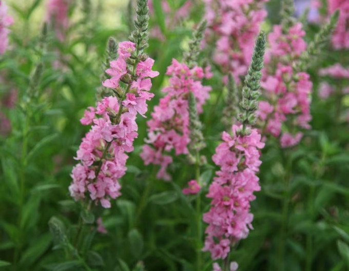 Vrbica vŕbolistá ´ Blush´