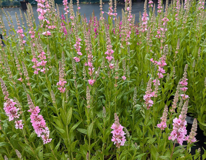 Vrbica vŕbolistá ´ Blush´
