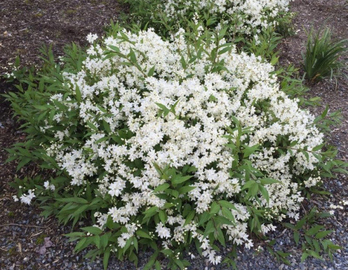 Trojpuk nežný ´Nikko´ 2l