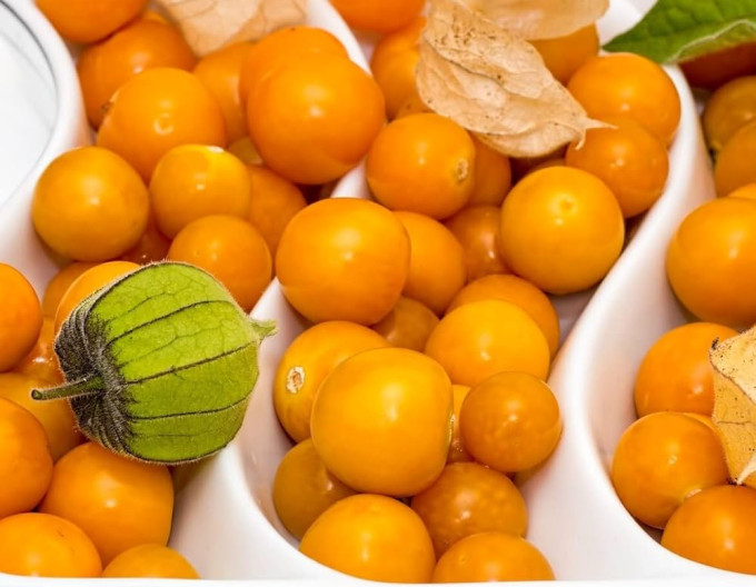 Machovka peruánska ( Mochyňa - Physalis peruviana) ’Little Buddha’