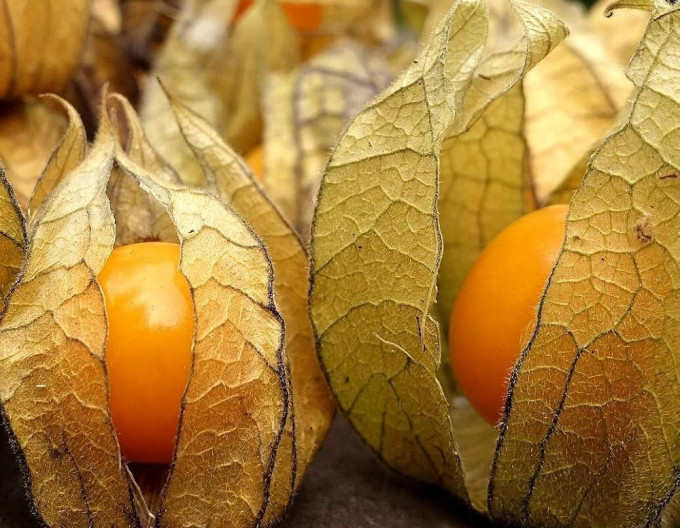 Machovka peruánska ( Mochyňa - Physalis peruviana) ’Little Buddha’