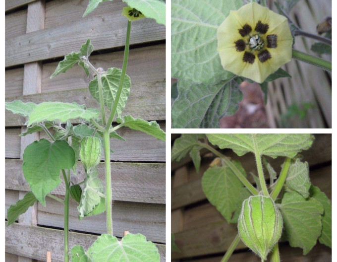 Machovka peruánska ( Mochyňa - Physalis peruviana) ’Little Buddha’