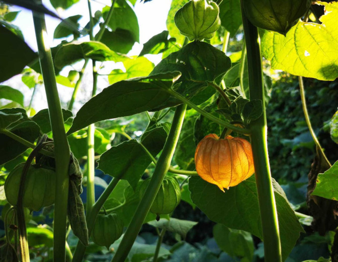 Machovka peruánska ( Mochyňa - Physalis peruviana) ’Little Buddha’
