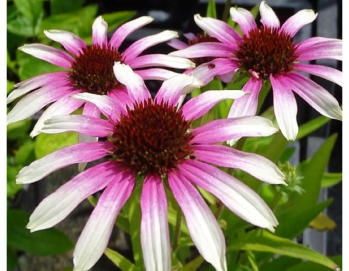 Echinacea  Fountain ´Pink Eye´
