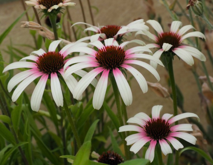 Echinacea  Fountain ´Pink Eye´